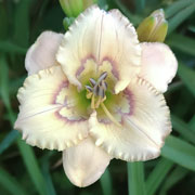 Vanilla Ripples Daylily